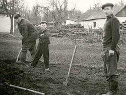 посадка картошки в 1962 году